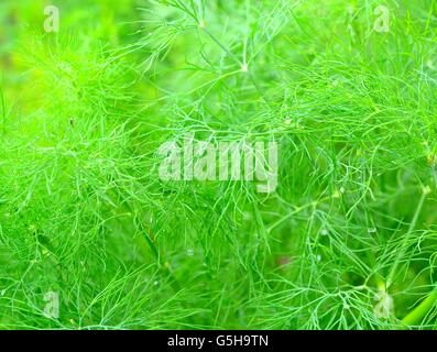 Fresh dill branches background. Green young dill in garden closeup. Stock Photo