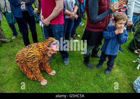 A Man Dressed In A Tiger Costume Takes Part In a Dog Show, Kingston Village Fete, Lewes, Sussex, UK Stock Photo