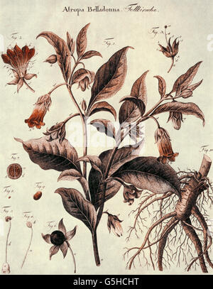 botany, black deadly nightshade (Atropa Belladonna), root, leaves, stalk, blossom, illustration from a herbal, 18th/19th century, plant of the Solanaceae family, plant of the nightshade family, Solanaceae, poison, toxic, alkaloids, Hyoscamine, atropine, scopolamine, ingredient of magic salve, poisonous plant, plants, Solanaceae, historic, historical, Additional-Rights-Clearences-Not Available Stock Photo