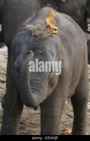 Asha, Dublin Zoo's youngest female elephant attempts to break a pumpkin over her head as they where treated to their very own Halloween inspired pumpkin patch this morning. Stock Photo