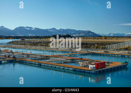 High Country Salmon farm Twizel South Island New Zealand Stock Photo ...