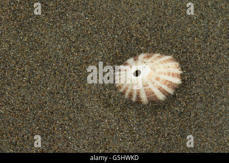 Volcano limpet shell on beach, Cape Blanco State Park, Oregon Stock Photo