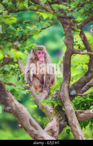 Japanese macaque on the branch, Arashiyama, Kyoto, Japan Stock Photo