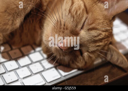 Orange tabby cat asleep on computer keyboard Stock Photo