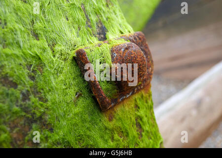 seaweed on old rusty nut and bolt Stock Photo