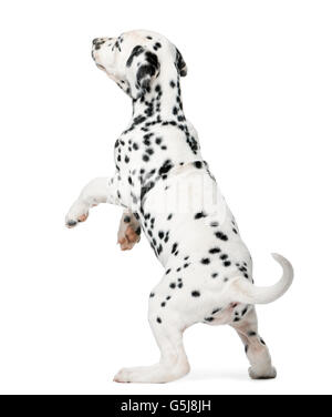 Dalmatian puppy standing up in front of a white background Stock Photo