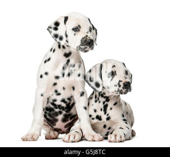 Two Dalmatian puppies in front of a white background Stock Photo