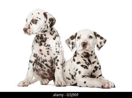 Two Dalmatian puppies in front of a white background Stock Photo