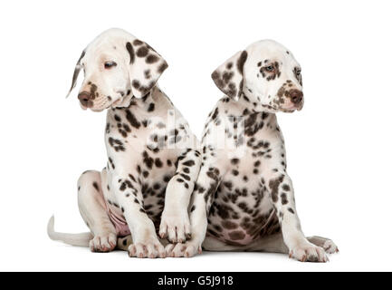 Two Dalmatian puppies in front of a white background Stock Photo