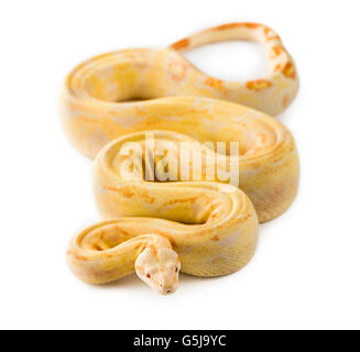 Albino royal python in front of a white background Stock Photo