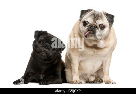 Two funny Pugs in front of white background Stock Photo