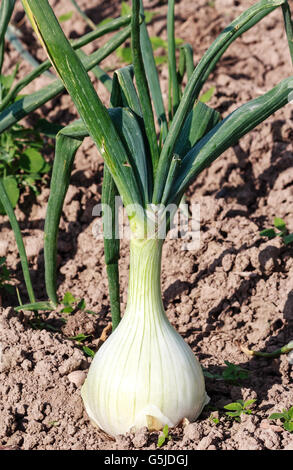 Growing Shallot in field Stock Photo