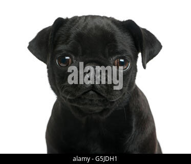Close-up of a Pug puppy in front of a white background Stock Photo