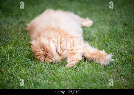 Persian cat lying on grass Stock Photo