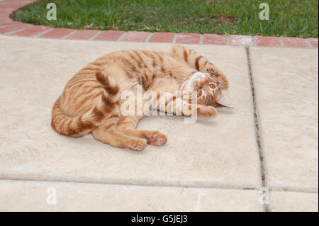 Orange Tabby cat rolling around on the concrete Stock Photo