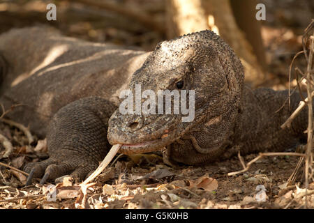 Komodo Dragon, the largest lizard in the world Stock Photo