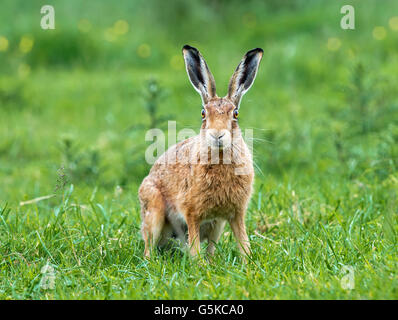A brown hare in a Summer meadow Stock Photo