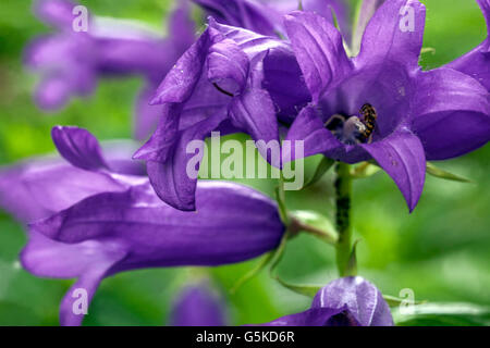 Campanula latifolia 'Macrantha' giant bellflower, large campanula, wide-leaved bellflower Stock Photo