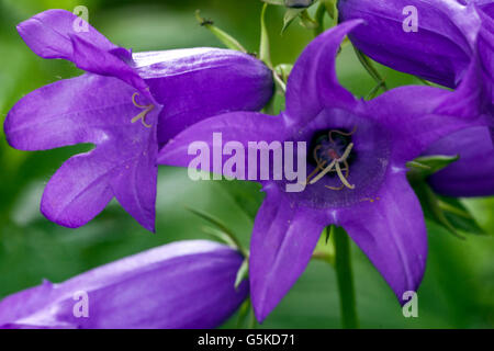 Campanula latifolia 'Macrantha' giant bellflower, large campanula, wide-leaved bellflower Stock Photo