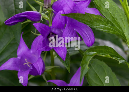 Campanula latifolia 'Macrantha' giant bellflower, large campanula, wide-leaved bellflower Stock Photo