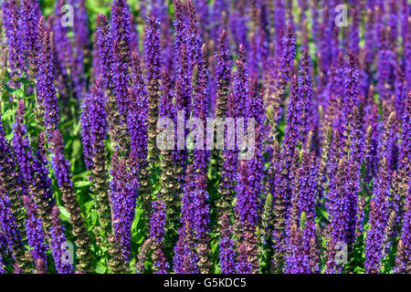 Salvia nemorosa 'Ostfriesland', woodland sage, Balkan clary Stock Photo