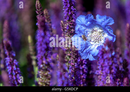Salvia nemorosa 'Ostfriesland', woodland sage, Balkan clary, Pincushion Flower Lomelosia Scabiosa caucasica 'Perfecta Blue' Stock Photo