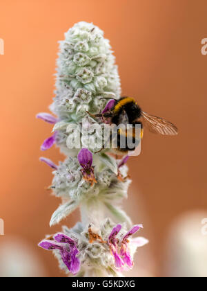 Spring Pollinator, Bumblebee (Bombus) foraging for nectar from the pink flowers of the white-woolly Lamb's Ear plant. Stock Photo