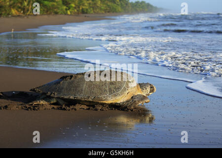 Green turtle (Chelonia mydas) returning to ocean after nesting on the beach in Tortuguero National Park, Costa Rica. Stock Photo