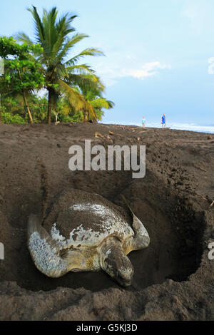 Tourists watching green turtle (Chelonia mydas) covering her nest in early morning in Tortuguero National Park, Costa Rica. Stock Photo