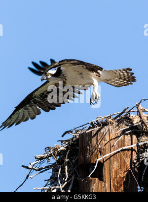 Osprey on nest, Pandion haliaetus, sea hawk, fish eagle, river hawk, fish hawk, raptor, Chaffee County, Colorado, USA Stock Photo