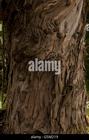 A eucalyptus tree trunk sheds it's bark, Napa county, California, USA. Stock Photo
