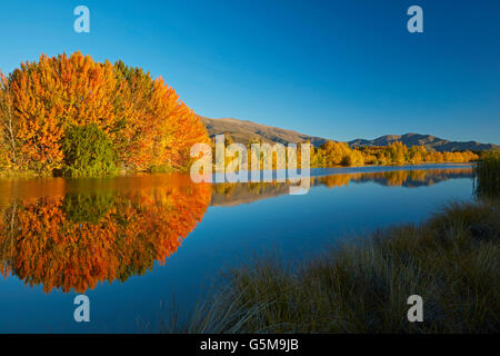 Autumn reflections in Kellands Pond, near Twizel, Mackenzie District ...