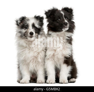 Shetland Sheepdog puppies sitting in front of a white background Stock Photo