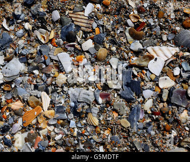 Seashells on beach sand Stock Photo