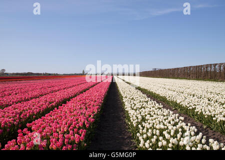 Purple and white tullip flowers in a row on a blue sky, Stock Photo