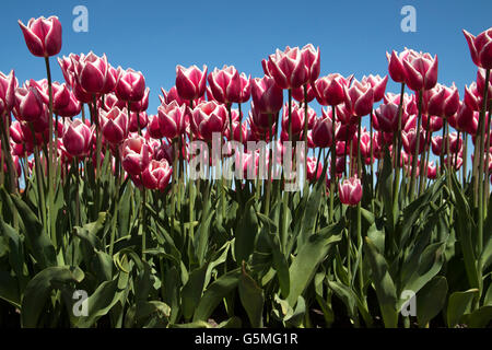 Red and white tulips in the front on a bleu sk.. Photo made with a frog perspective Stock Photo