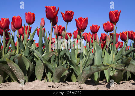 Front view of a low angle picture of red tulip flowers on a blue sky Stock Photo