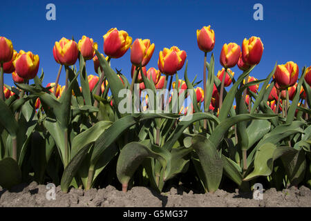 Front view of an low angle picture of tulip flowers on a blue sky Stock Photo