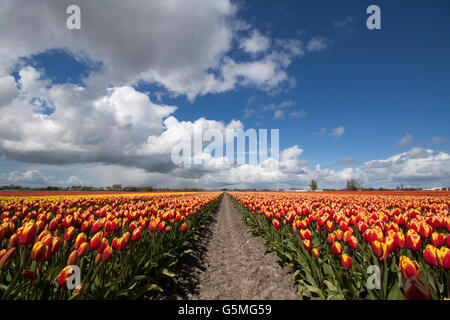 Field of tulips under a beautiful cloudy sky Stock Photo