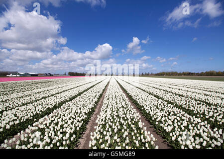 White tulips in a row on a beautiful sunny spring day with a blue sky Stock Photo