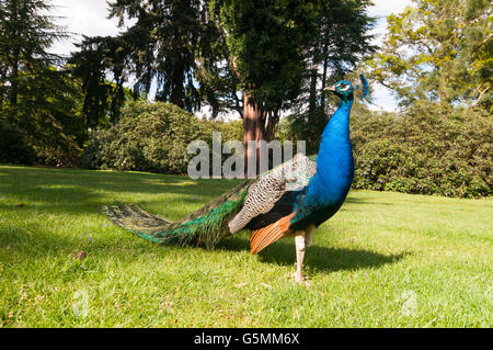 Indian peafowl or blue peafowl (Pavo cristatus) commonly known as Peacock Stock Photo