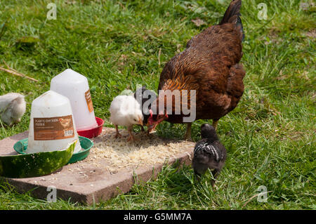 Mother hen and her baby chicks feeding Stock Photo