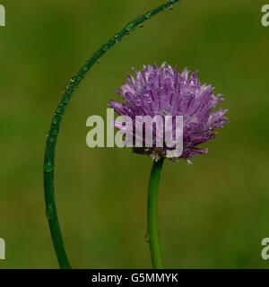 Chive herb flowers on beautiful blur background Stock Photo