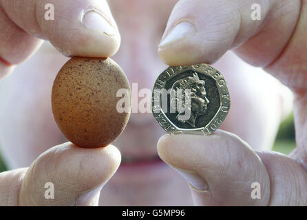 Paul Rae, 52, from Wallwick Farm house B&B in Northumberland who reckons he has found the world's smallest hen's egg confessed he took it in his pocket to show his pals at the pub. Stock Photo