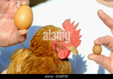 World's smallest egg Stock Photo