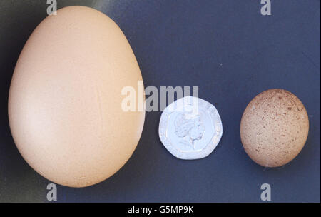 World's smallest egg Stock Photo