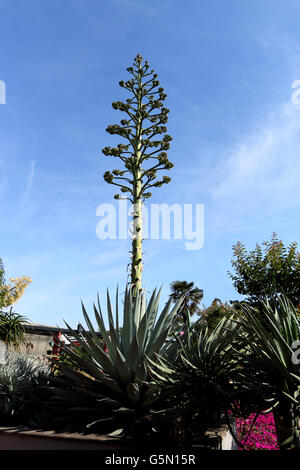 Agave sisalana Perrine or also known as Agave sisalana - Sisal with flowers Stock Photo