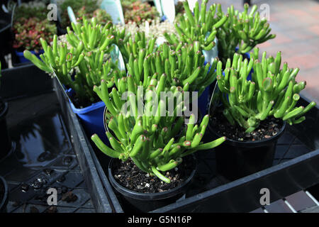 Crassula ovata 'Gollum or known as Gollum Jade, Crassula portulacea, Finger Jade Stock Photo