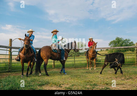 Cowgirls on horseback lassoing cattle on ranch Stock Photo