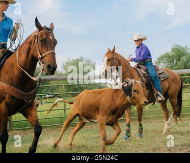 Cowgirl and cowboy lassoing cattle on ranch Stock Photo